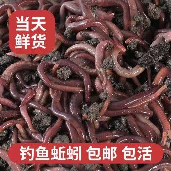 為什么用蚯蚓很難釣到鯉魚_釣難鯉魚蚯蚓用到什么餌料_釣難鯉魚蚯蚓用到幾號鉤