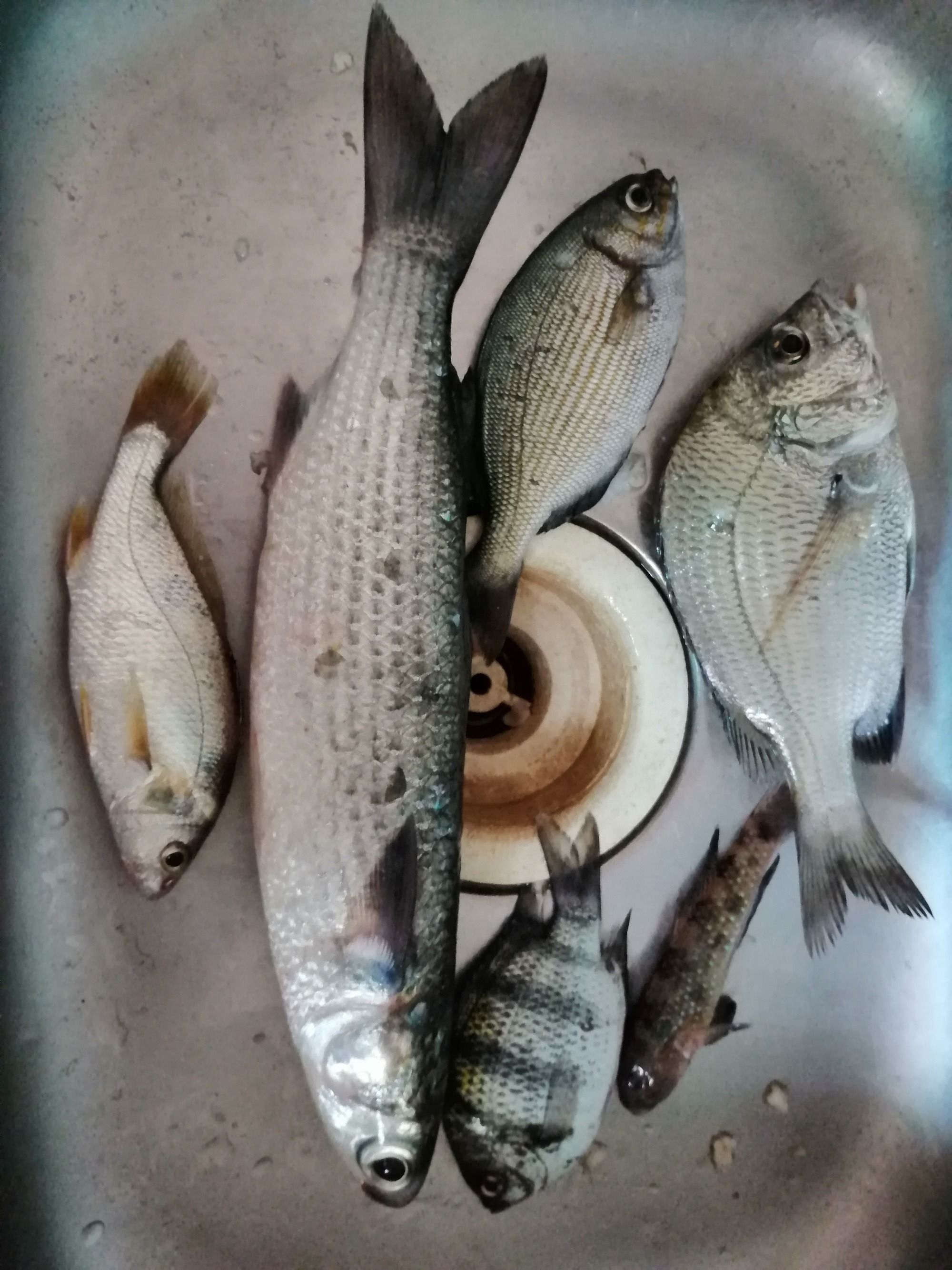 海釣鱸魚技巧串鉤_技巧鱸魚海釣串鉤視頻教程_技巧鱸魚海釣串鉤圖解
