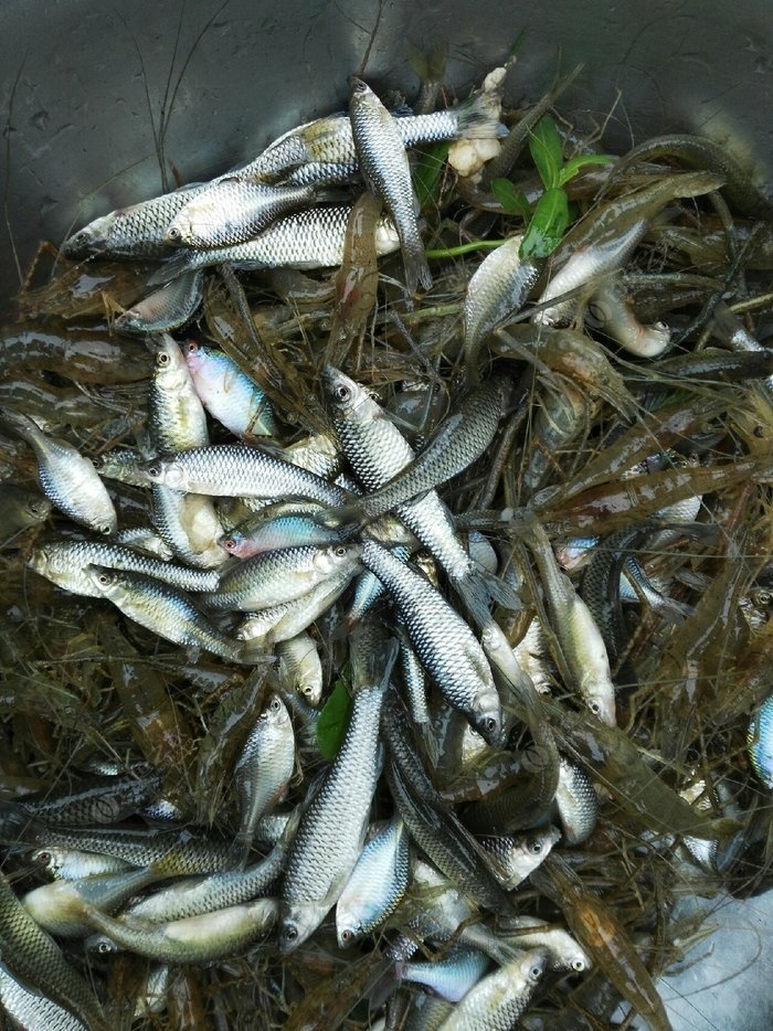 串鉤海釣鱸魚釣組_技巧鱸魚海釣串鉤視頻教程_海釣鱸魚技巧串鉤