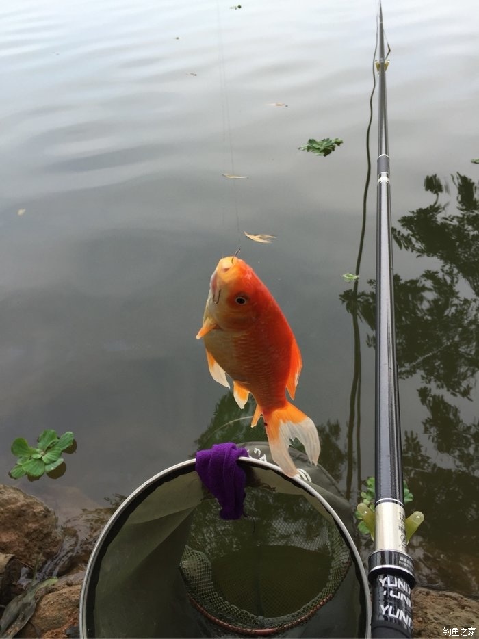 鱘魚生活習性釣法技巧用什么餌料_鱘魚用什么餌釣最佳_鱘魚的釣法