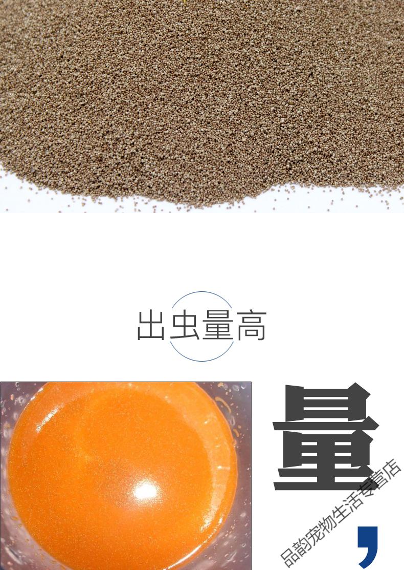黃顙魚養殖注意事項_養殖黃顙魚技術大全_黃顙魚養殖技術