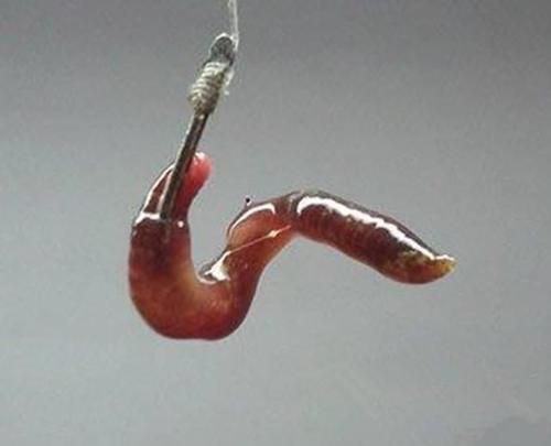 釣難鯉魚蚯蚓用到什么餌料_為什么用蚯蚓很難釣到鯉魚_野釣鯉魚用蚯蚓