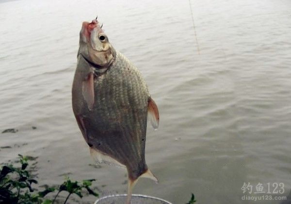 魚沒有氧氣能活多久_魚沒放_沒有水的魚