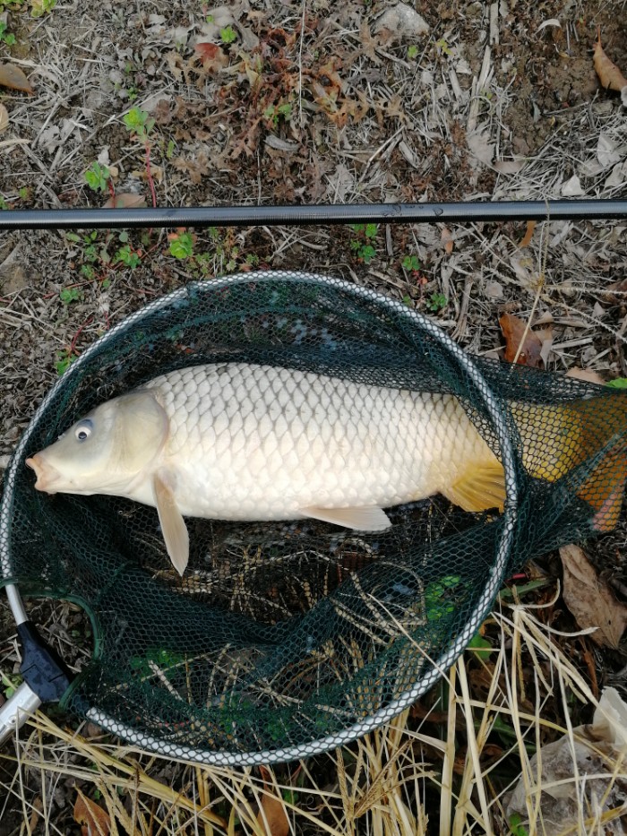 魚沒有氧氣能活多久_魚沒放_沒有水的魚