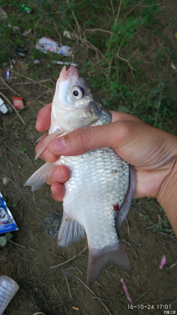 天冷釣草魚用什么餌最好_冷天釣草魚用什么做釣餌最好_天冷了草魚用什么餌