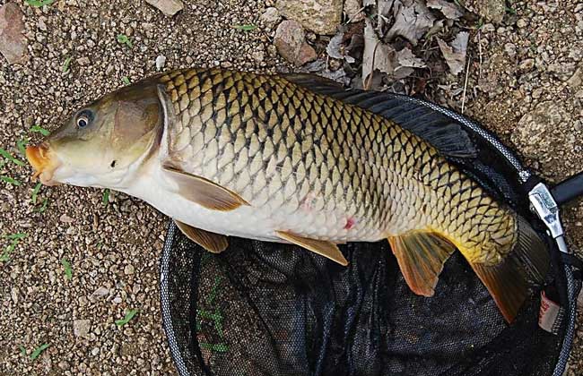 釣草魚圖片真實_釣草魚圖片_釣草魚圖片大全圖片高清