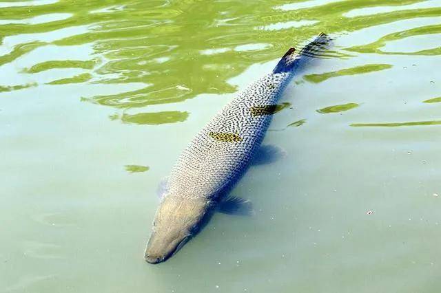 尼羅河鱸魚中國養殖_尼羅河鱸魚_尼羅河巨鱸視頻