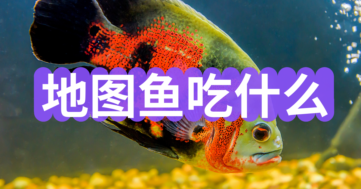 食物吃鸚鵡魚好嗎_鸚鵡魚吃什么食物_吃鸚鵡魚視頻