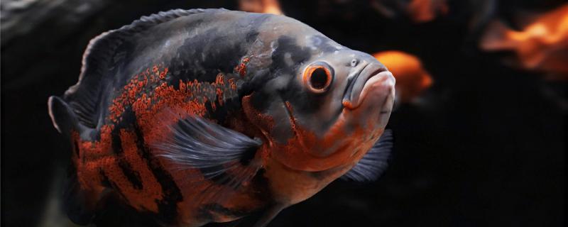 食物吃鸚鵡魚好嗎_鸚鵡魚吃什么食物_吃鸚鵡魚視頻
