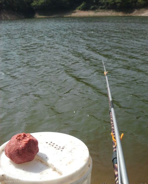 水庫野釣鯉魚視頻_水庫釣鯉魚視頻大全_水庫釣鯉魚視頻大全高清