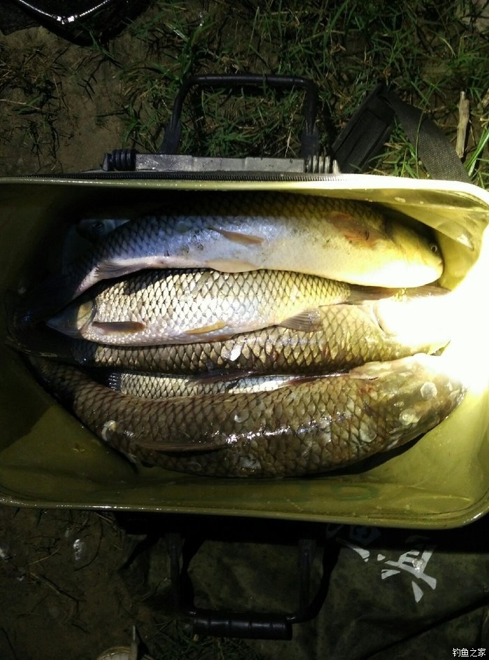 冷天釣草魚用什么做釣餌最好_天冷釣草魚用什么餌最好_釣餌草魚天冷好用不