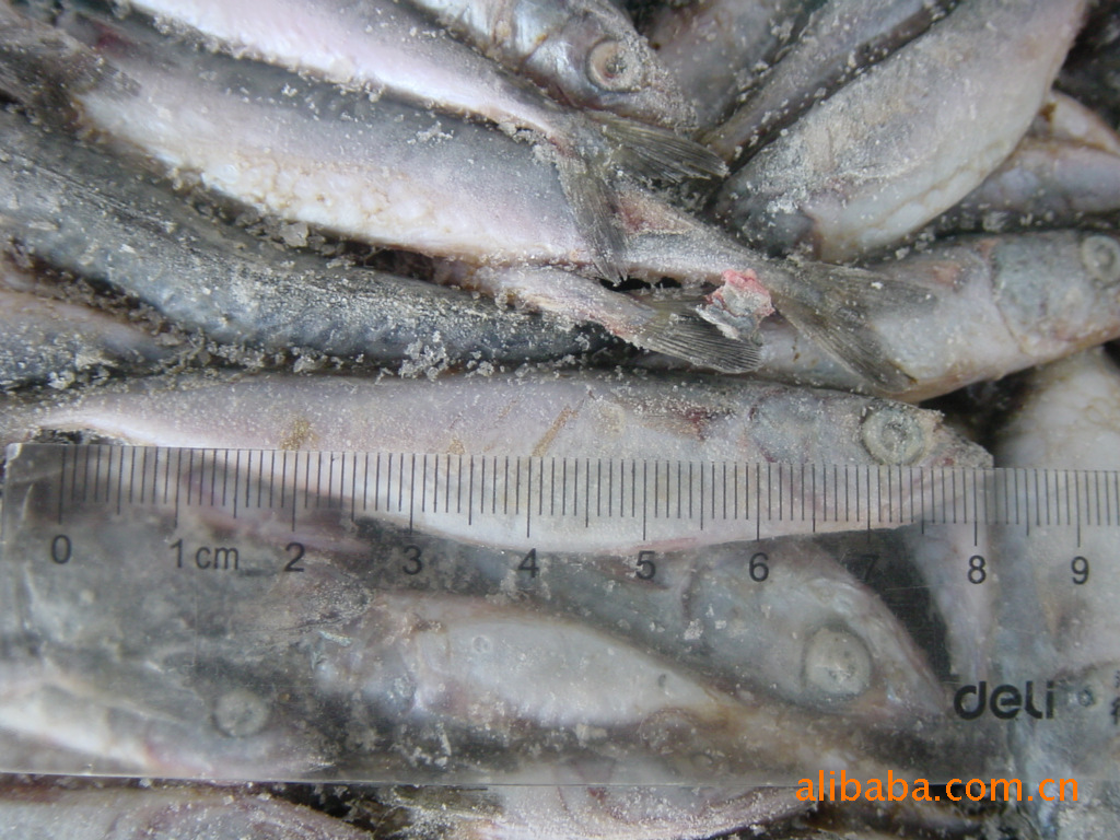 七星刀魚圖片_七星刀魚的簡筆畫圖片_七星刀魚百度百科