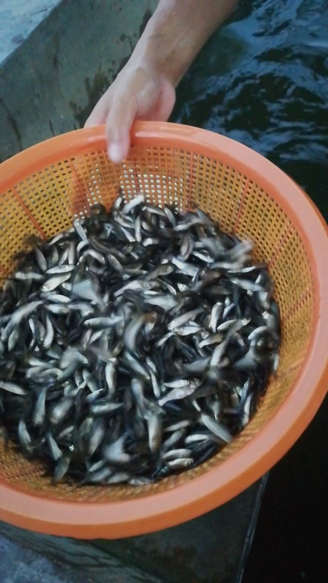 養殖魚技術大全_養殖魚類品種_嘎魚養殖