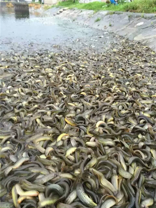 黃鱔和蛇哪個營養價值高_黃鱔和蛇有什么區別_黃鱔和蛇哪個好吃