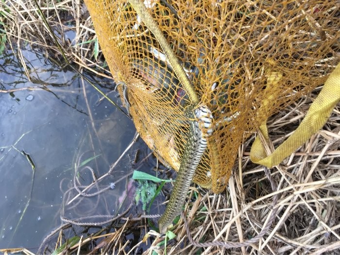 釣鯽魚配方，不易停口，誘魚持久！