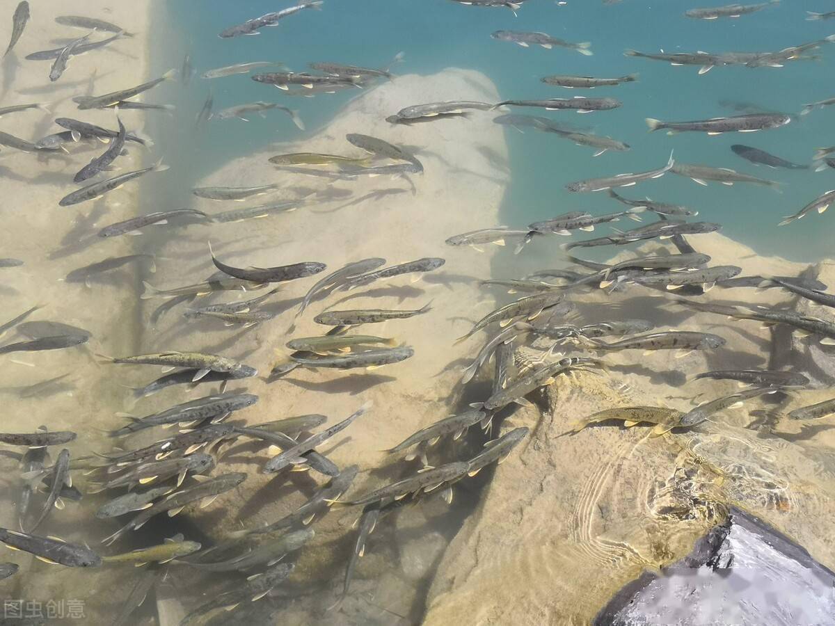 魚沒熟吃了會怎么樣_沒有水的魚_魚沒有氧氣能活多久