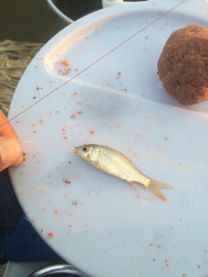 鯉魚簡單方法野釣大魚_鯉魚怎么野釣_野釣大鯉魚簡單方法
