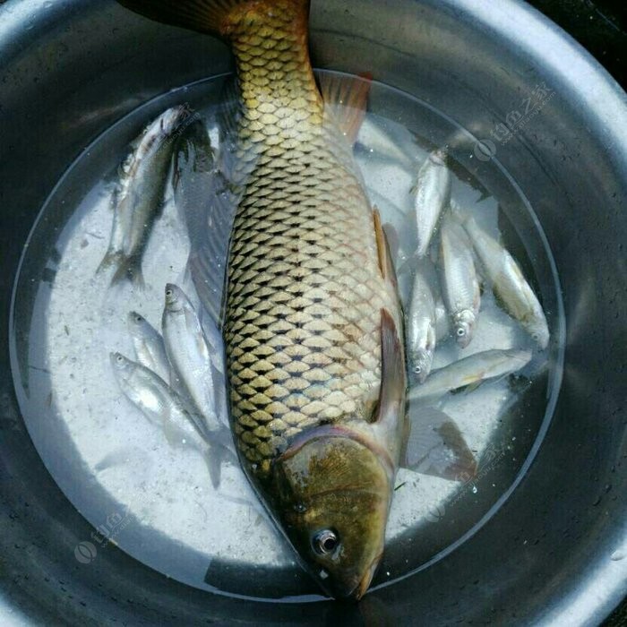 鯉魚怎么野釣_野釣大鯉魚簡單方法_鯉魚簡單方法野釣大魚