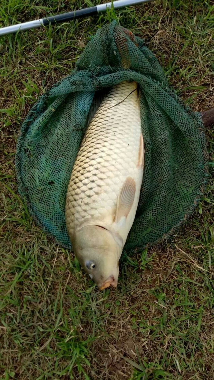 釣餌草魚天冷好用嗎視頻_天冷了草魚用什么餌_天冷釣草魚用什么餌最好