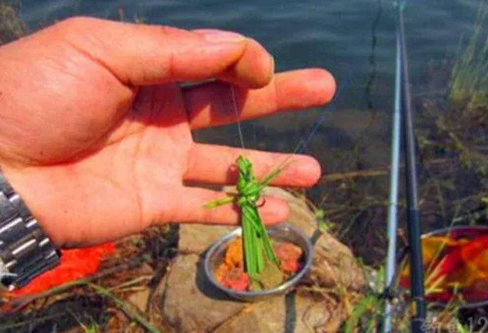 天冷釣草魚用什么餌最好_天冷了草魚用什么餌_釣餌草魚天冷好用嗎視頻