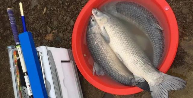 冷天釣草魚用什么做釣餌最好_天冷釣草魚用什么餌最好_天冷了草魚用什么餌
