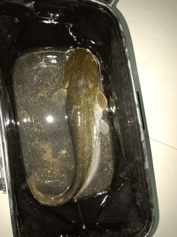 草魚吃紅薯葉嗎_草魚吃什么_草魚吃蚯蚓餌嗎