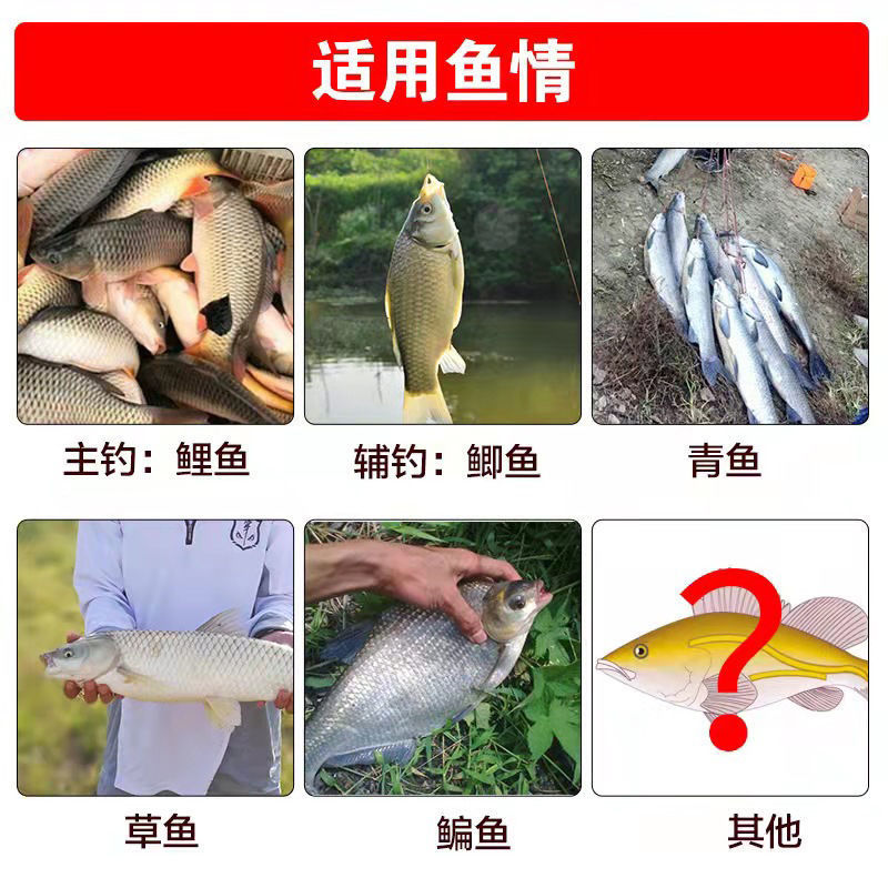 釣魚阿魏是什么_熏香釣魚阿魏_阿魏釣魚