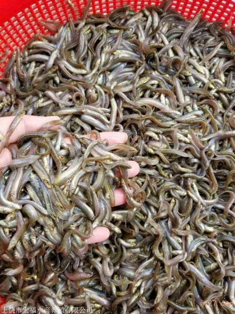 養殖泥鰍掙錢嗎_泥鰍養殖一畝_養殖泥鰍吃什么食物