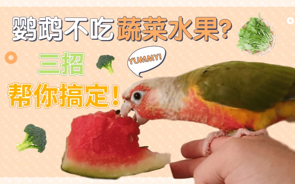 吃鸚鵡魚視頻_食物吃鸚鵡魚好嗎_鸚鵡魚吃什么食物