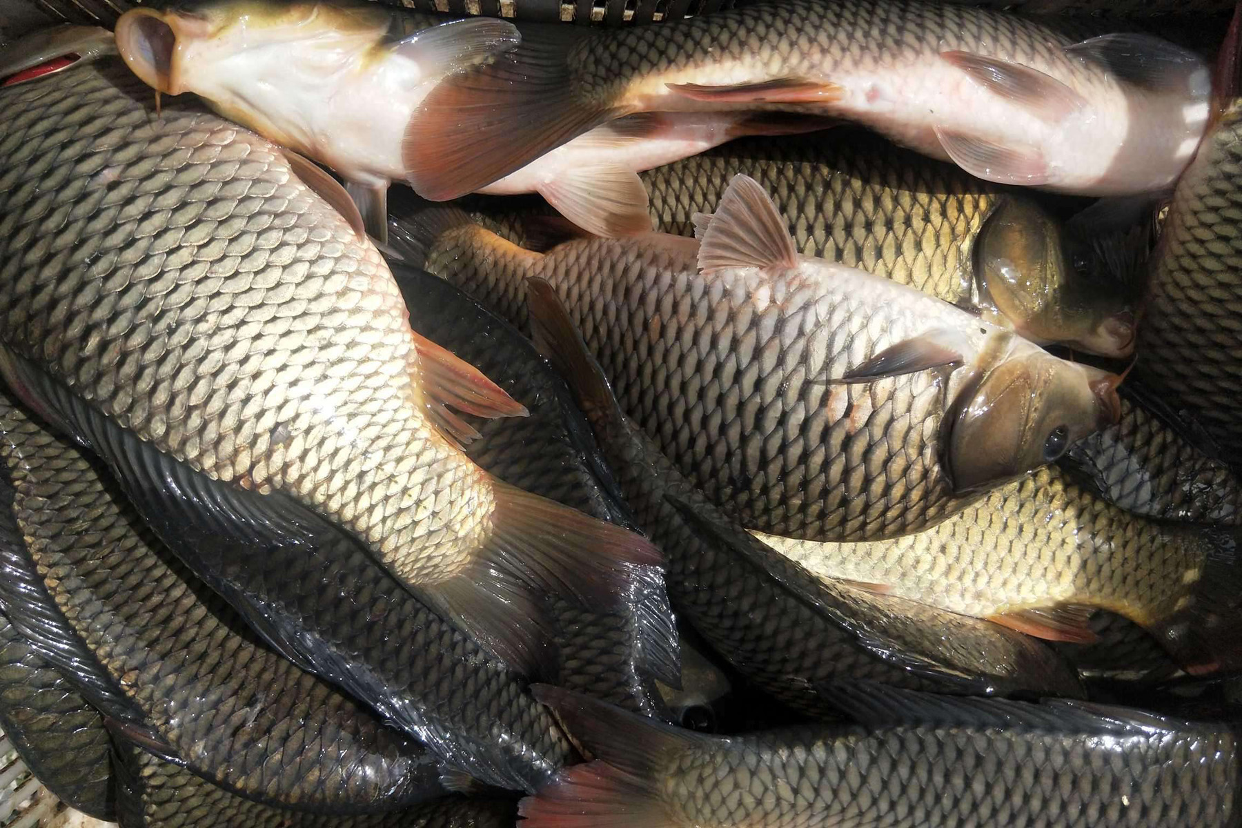 鯉魚簡單方法野釣大魚視頻_鯉魚簡單方法野釣大鯽魚_野釣大鯉魚簡單方法