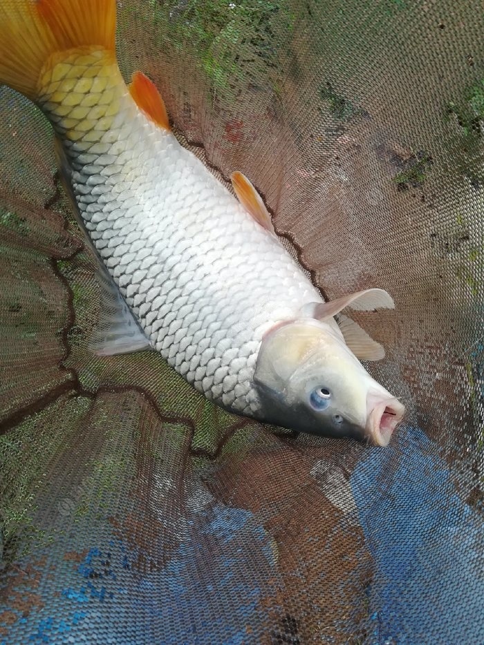 野釣大鯉魚簡單方法_鯉魚簡單方法野釣大魚視頻_鯉魚簡單方法野釣大鯽魚
