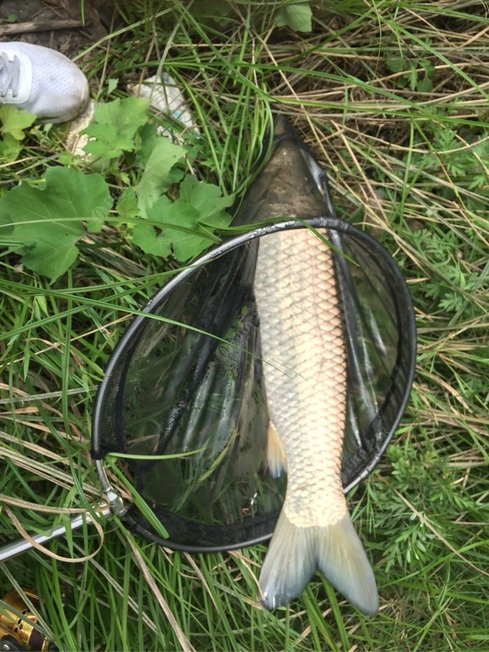 釣草魚走漂怎么辦_釣草魚技巧走水視頻_走水怎樣釣草魚技巧