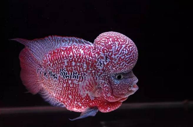 金花羅漢魚圖片_金花羅漢魚圖片大全大圖_金花羅漢魚圖片欣賞大全
