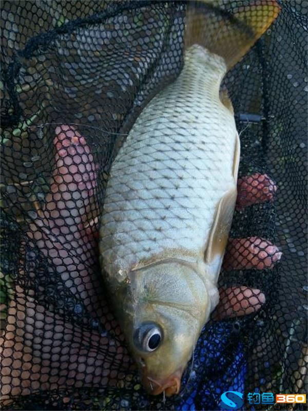 鯉魚簡單方法野釣大魚_鯉魚怎么野釣_野釣大鯉魚簡單方法