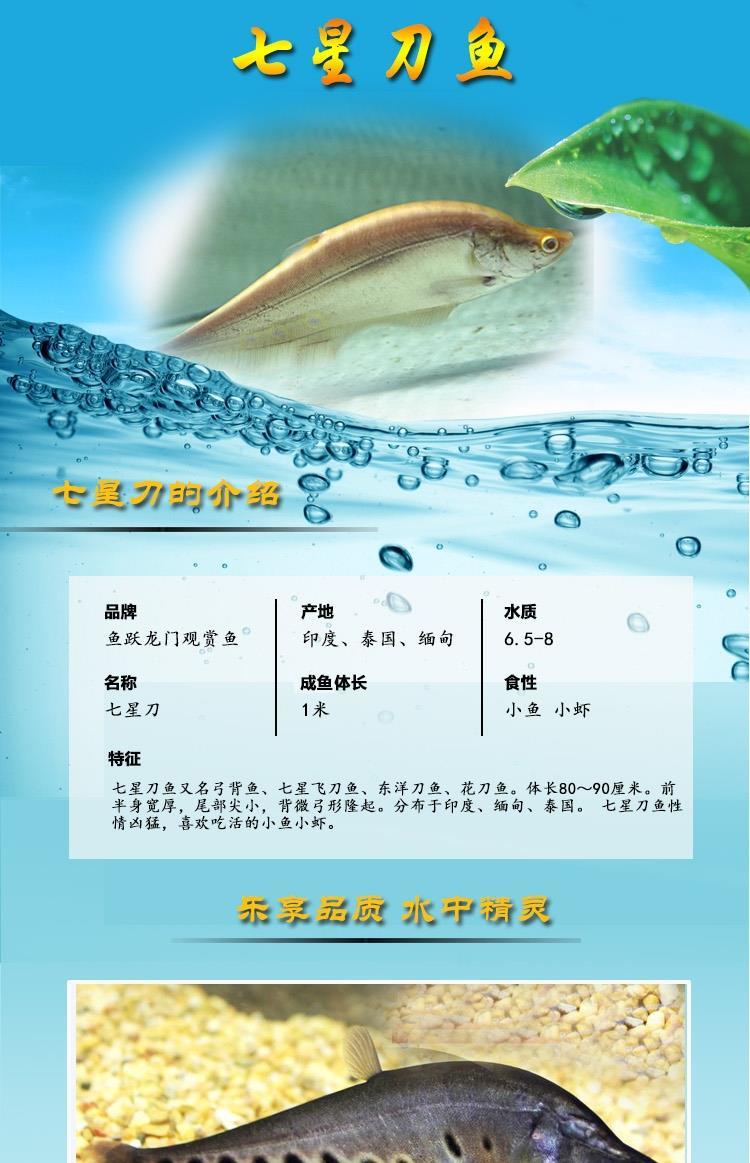 七星刀魚的圖片_七星刀魚百度百科_七星刀魚圖片