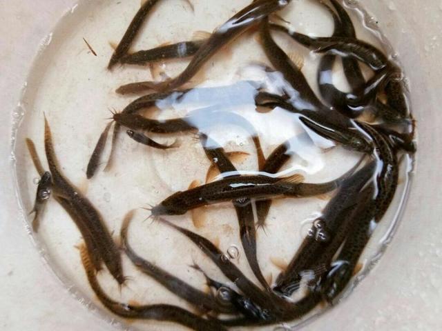 串鉤海釣鱸魚釣組_海鱸魚串鉤釣法_海釣鱸魚技巧串鉤
