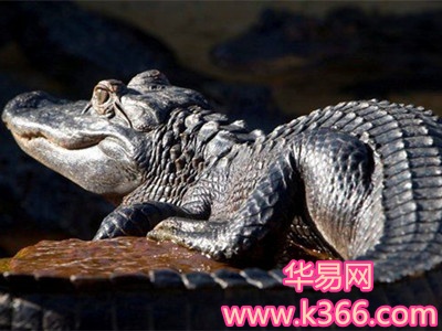 鱷魚吃人_鱷魚吃人殘忍視頻_鱷魚吃人圖片