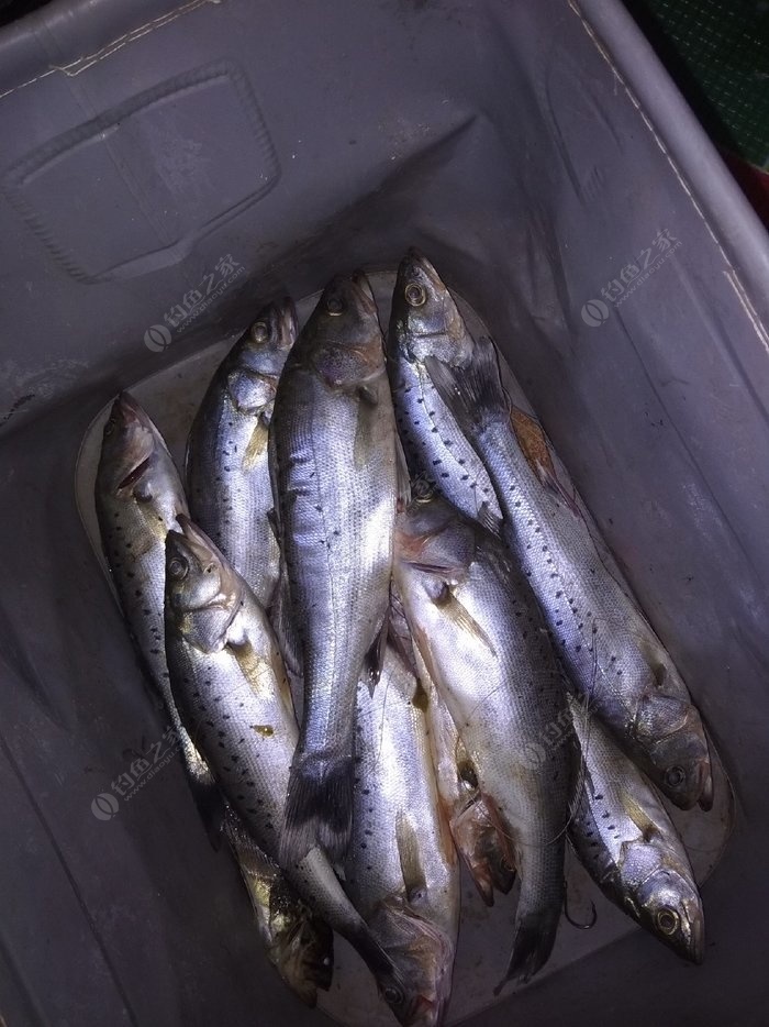 兩天一夜的渤海尋鱸行動海域更是捷報連連