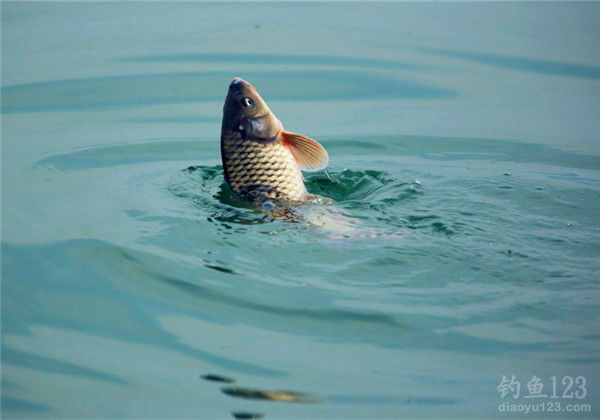 鯉魚簡單方法野釣大魚視頻_鯉魚釣法技巧野釣_野釣大鯉魚簡單方法