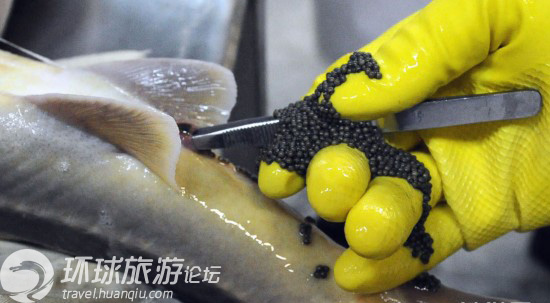 達氏鰉魚_達氏鰉魚多少錢一斤_達氏鰉魚人工養殖
