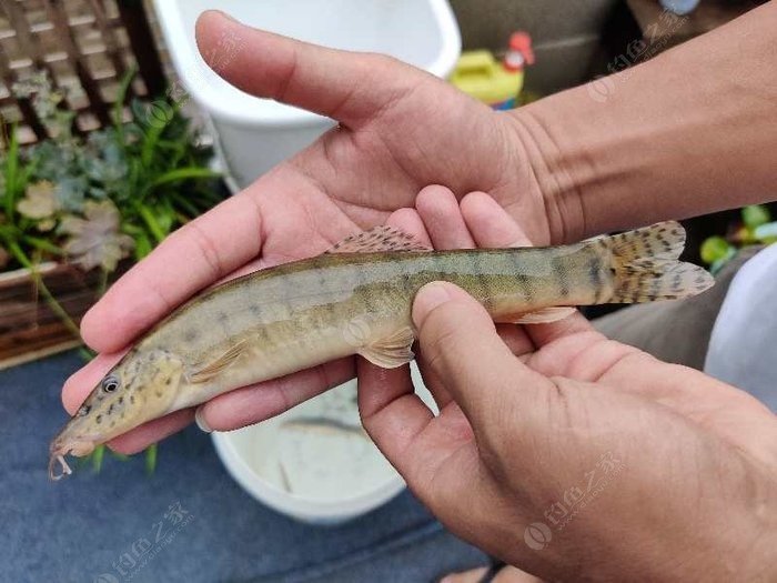 釣魚夏季餌料用什么_釣魚夏季餌料用多少克_夏季釣魚用什么餌料