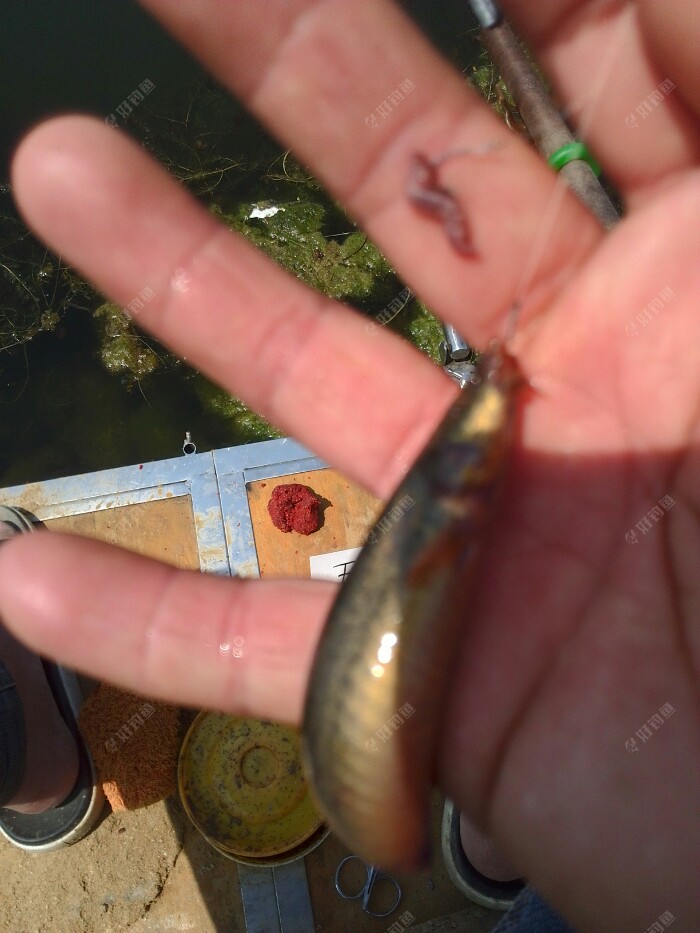 夏季釣魚用什么餌料_釣魚夏季餌料用什么_釣魚夏季餌料用多少克