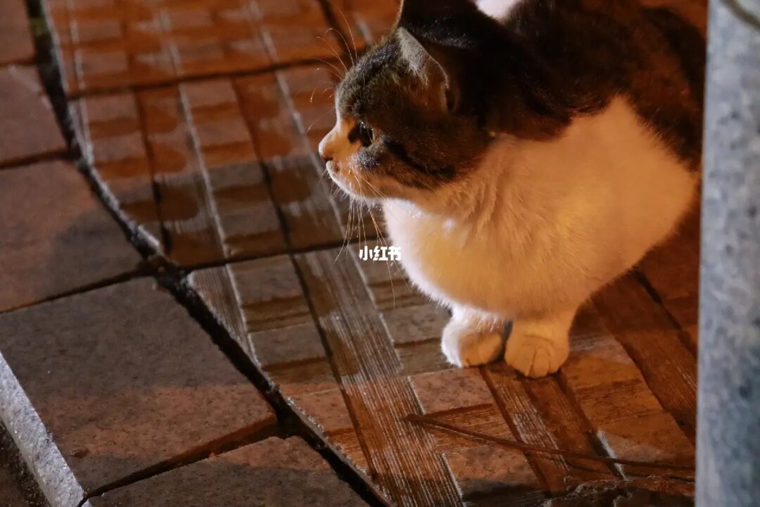 喂食時間 （羽佳講繪本）FeedingTimeisforthepenguin