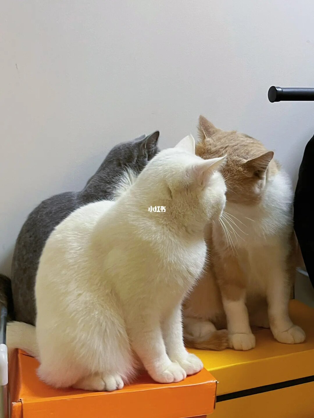 喂食時間_狗狗喂食時間_鬃獅蜥喂食時間