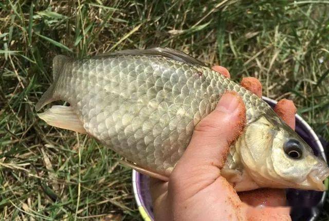 陽泉釣魚網_陽泉哪里可以野釣_陽泉釣魚場
