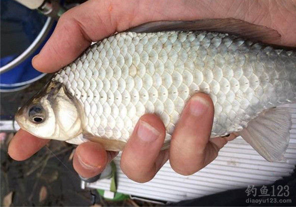 陽泉釣魚場_陽泉釣魚網_陽泉哪里可以野釣