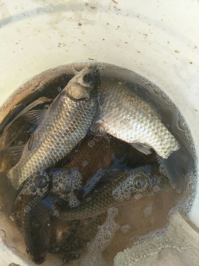 釣鯽魚餌料配方秘窩鯽_釣鯽魚窩子料怎么配_釣魚鯽魚窩料的絕密配方