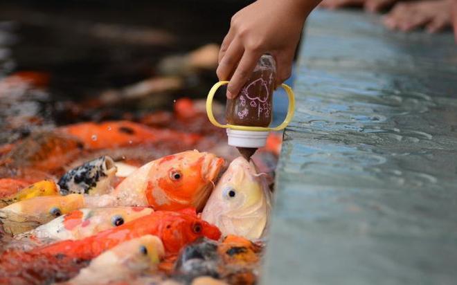 貓定點喂食時間_喂食時間_狗狗喂食時間