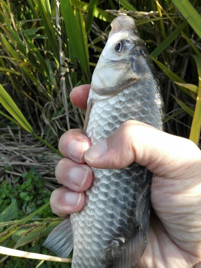 釣魚夏季餌料用什么_夏季釣魚用什么餌料_夏季釣魚餌料經典配方
