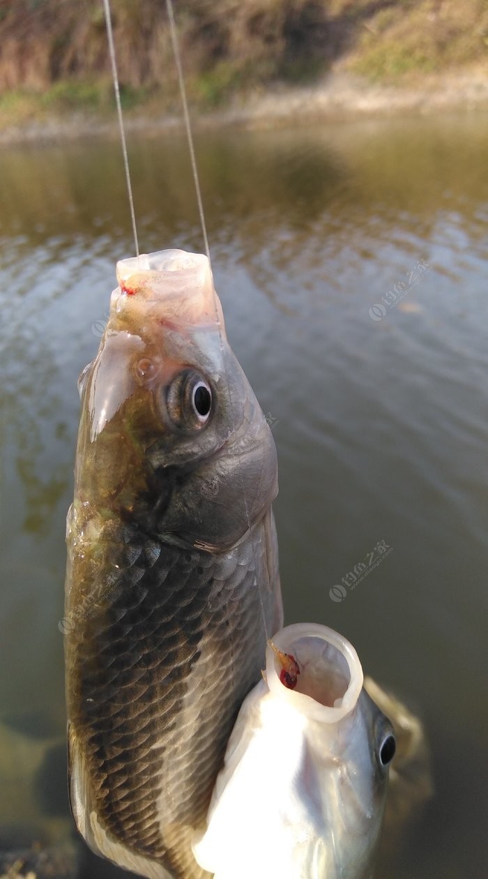 釣魚滑漂的教程視頻_滑漂釣魚視頻教學_釣滑漂怎么調漂視頻
